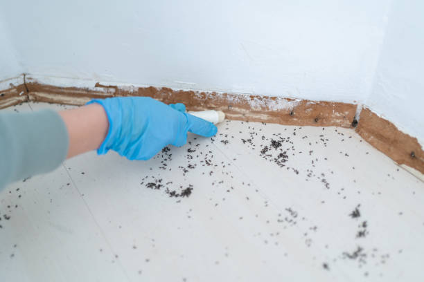 Best Affordable Pest Control Services  in Denison, IA